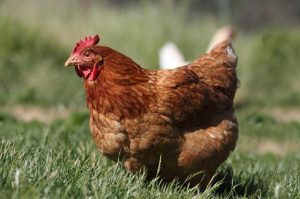 MyD Delivery Product Image